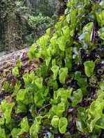 20221130 221535142 kidney fern