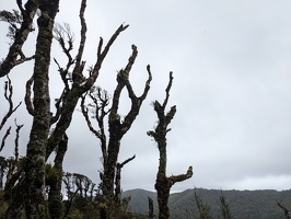 20221130 224901619 tree trunks