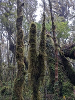 20221130 233950926 more trunks with moss
