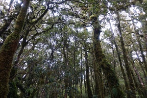 9009 mossy forest