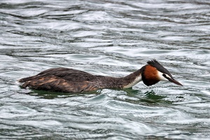 02869 grebe plunging neck forward v1-topaz-sharpen