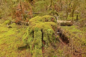 09032 mossy stump v1