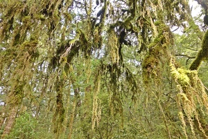 09036 hanging moss v1