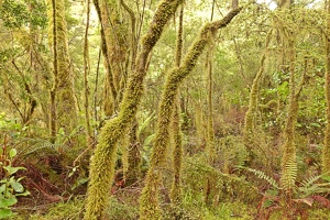 09038 lots of moss v1