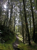 09048 path in the forest v1