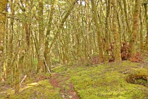 09051 walking through moss v1