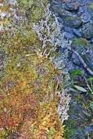 09053 many plants v1