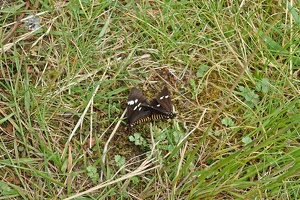 09087 two magpie moths v1