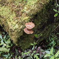 20221219 214927675 two austral honey mushrooms v1