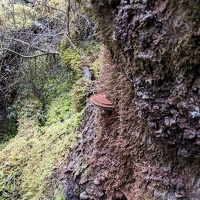 20221219 214939490 ganoderma artists bracket etc v1