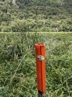 20221219 230205067 post with lichen v1