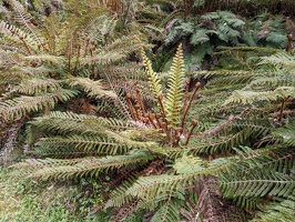20221219 235416082 ferns