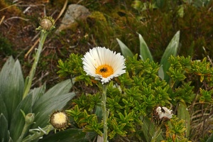 09206 large mountain daisy with marsh fly v1