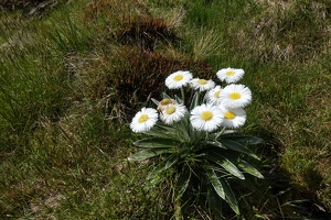 09384 mountain daisies v1