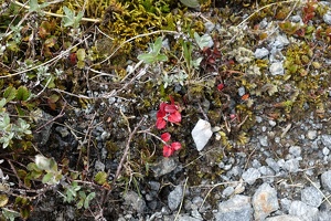 09492 red leaves of a mountain snowberry v1