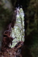 09501 hole in trunk v1