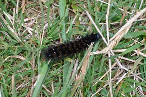 09508 genus metacrius  tiger moth larva v1