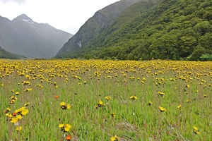 09510 full of yellow flowers  hawkweeds v1