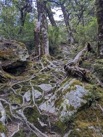 20221222 023054623 roots