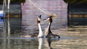 02727 two grebes v1