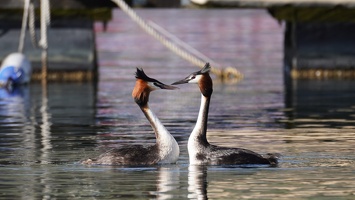 Wanaka grebes in the morning, December 19