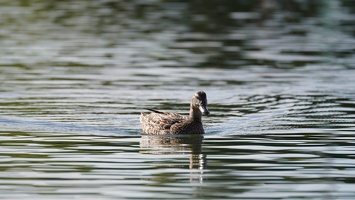 02740 duck swimming towards camera v1