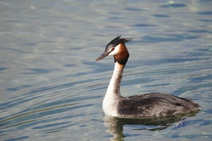 02801 just a grebe