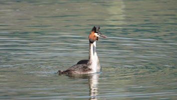02806 actually two grebes v1