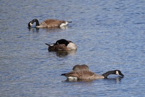 02846 canada geese v1