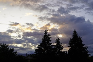 02956 trees against sky v1