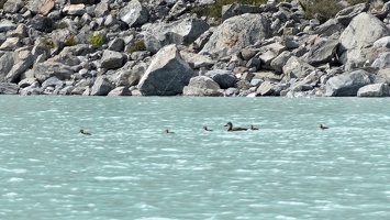 03012 grey ducks or mallards v1-topaz-sharpen