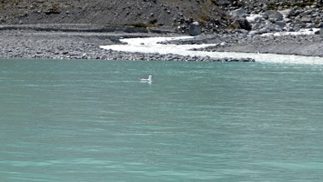 03088 black billed gull v1-topaz-sharpen