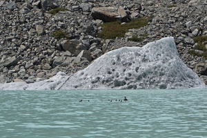 03115 ducklings and grey glacier v1-topaz-sharpen