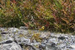 03141 yellowhammer v1