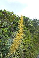 03316 aciphylla scott thomsonii v1