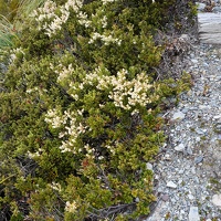 03346 scarlet snowberry v1