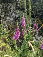 20221226 233932914 foxglove