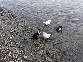 20221227 081350488 ducks