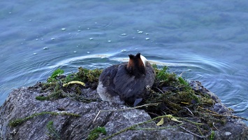 04105 still on bad nest for now v1