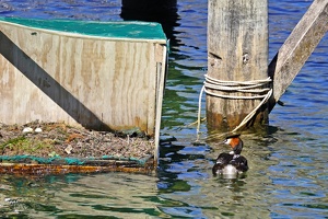 04197 two eggs and grebe with baby v2-topaz-sharpen-denoise