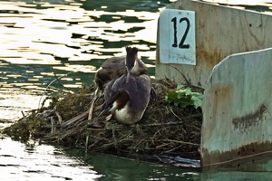 04207 cuddling grebes v1-topaz-denoise-sharpen-lighting-color
