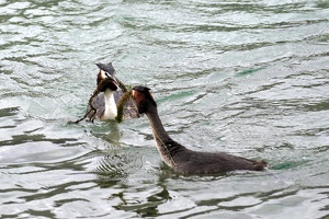 04471 grebes collecting nesting materials v1