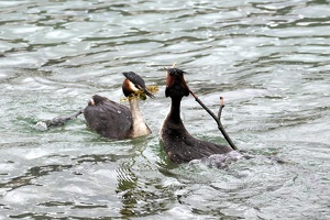 04480 grebe nest material exchange v1