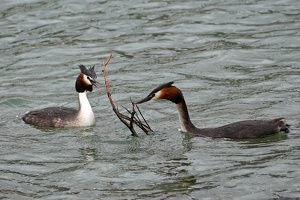 Last visit to grebes and back to Wellington, December 30