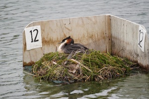 04497 grebe on nest