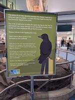 20230107 142416719 crow visitor