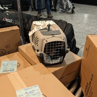 20230114 022736654 travelling cat v1