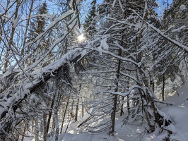 20230115 160233517 snow on trees