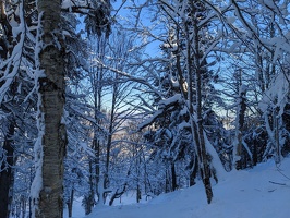 20230115 174029515 more snowy woods