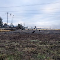 20230128 161404671 flying crows v1